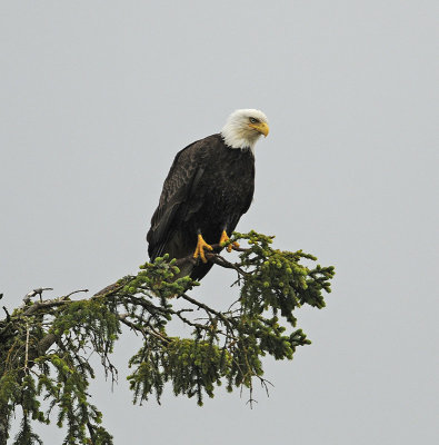 Adult