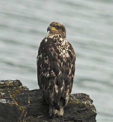 3rd Year Bird