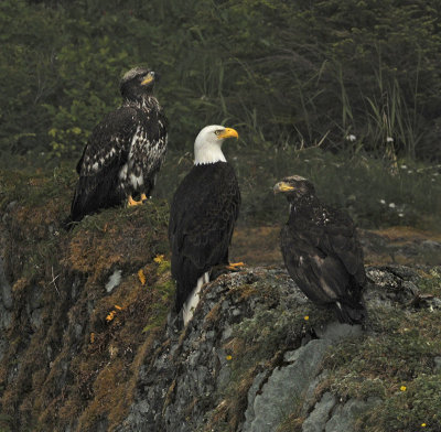 Bald Eagles - 3 Life Stages