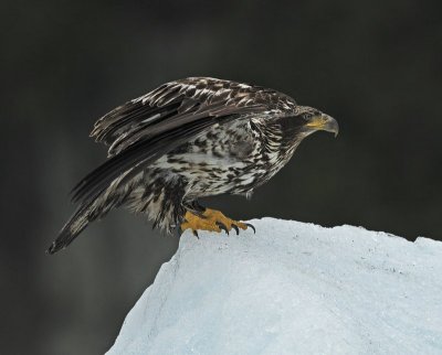 2nd Year Bird