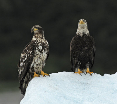 Bald Eagles - 2 Life Stages