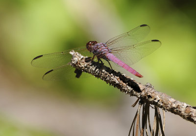 Roseate Skimmer (Male)