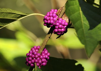 American Beautyberry