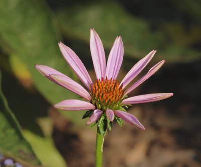 Eastern Purple Coneflower