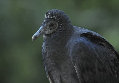 Black Vulture