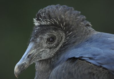 Black Vulture