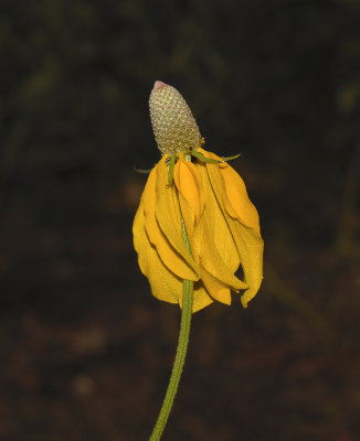 Mexican Hat (Long-headed Coneflower)