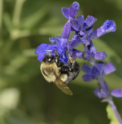 Common Eastern Bumble Bee