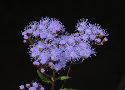 Liatris spp Wildflower