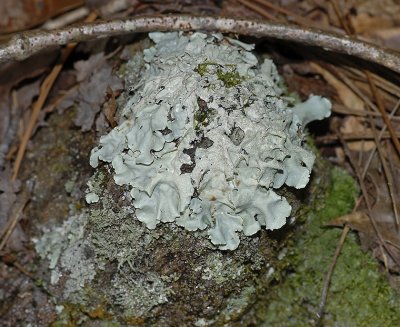 Rock Tripe Lichen