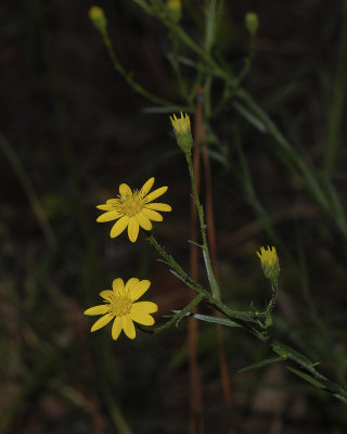 Grass-leaved Golden Aster