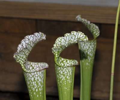 White-topped Pitcher Plants