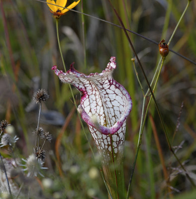 White-topped Pitcher Plant 