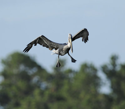 Nonbreeding Adult