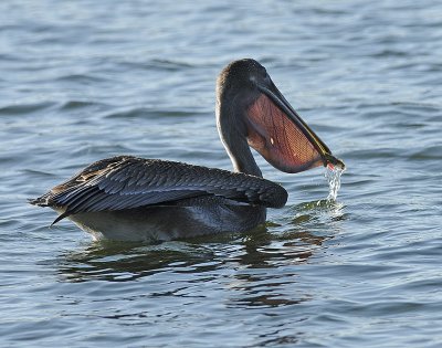 Juvenile