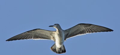 Laughing Gull (1st Winter Bird)