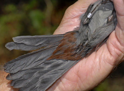 Grey Catbird