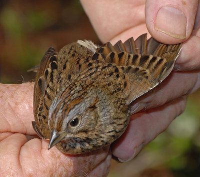 Lincolns Sparrow 