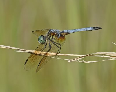 Skimmer Dragonflies: Genus:  Pachydiplax (Dashers)