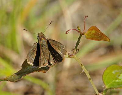 Dun Skipper