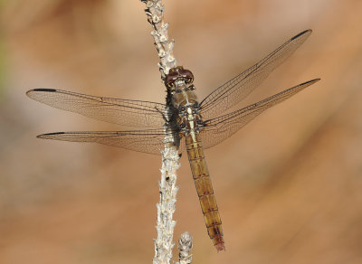 Roseate Skimmer (Female)