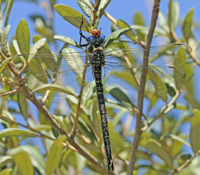 Darners (Family Aeshinidae)