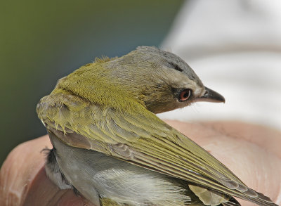 Red-eyed Vireo