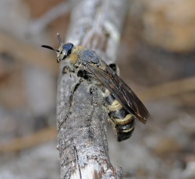 Scoliid Wasp