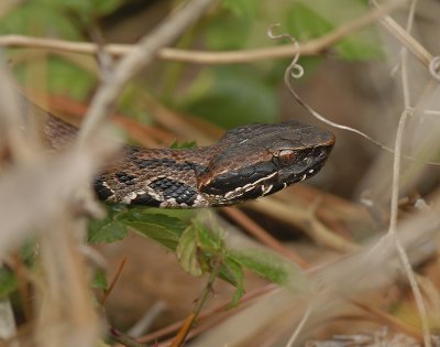 Eastern Cottonmouth