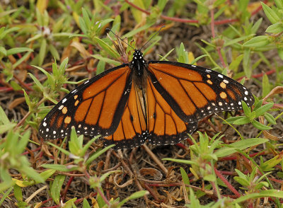 Monarch (Male)
