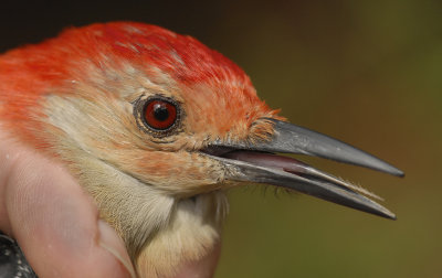 Details of head, beak, and tongue