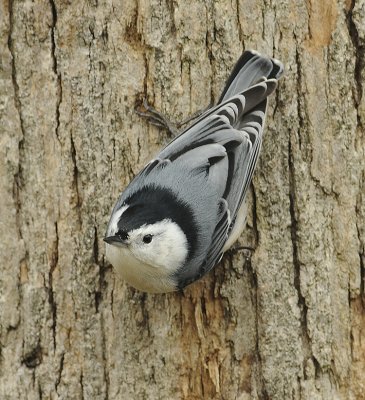 White-breasted Nuthatch (Male)
