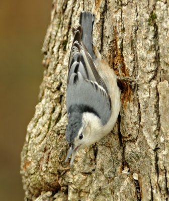 White-breasted Nuthatch (Female)