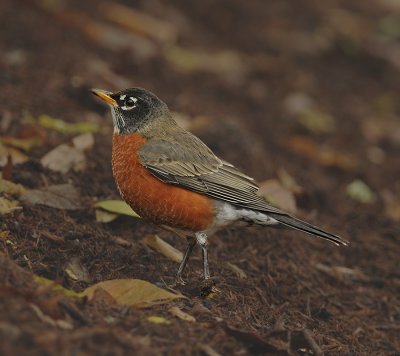 g4/52/363052/3/139936061.yBnPqtc4.jpg