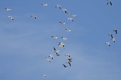 g4/52/363052/3/139938372.ggjpRqDB.jpg