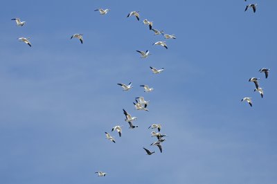 Snow Geese