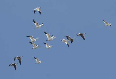 Snow Geese