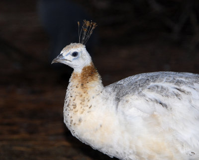 Indian Peafowl