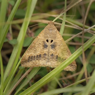 Small Mocis Moth (8743)