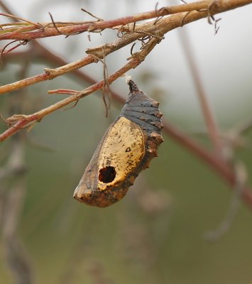 Common Buckeye Chrysalis with Chalcid Wasp Hole