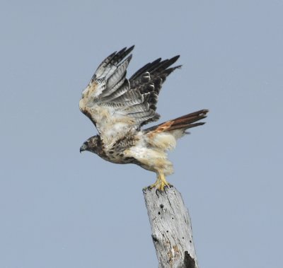 Red-tailed Hawk
