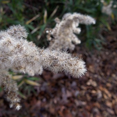 Dried Plant