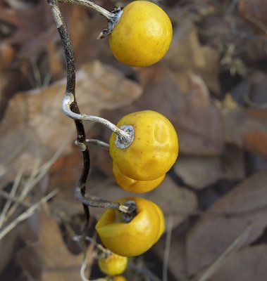 Horse Nettle Fruit