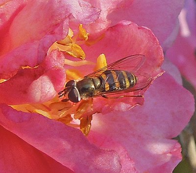 Syrphid Fly (Flower Fly)
