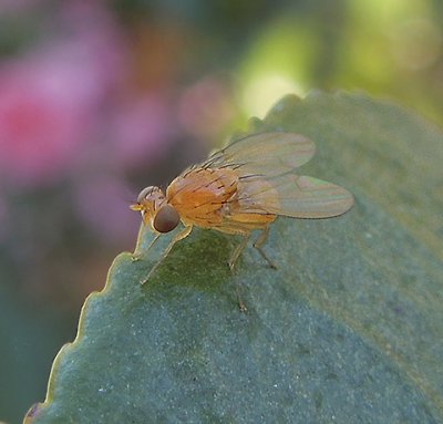 Orange Fly