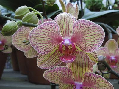 Orchid