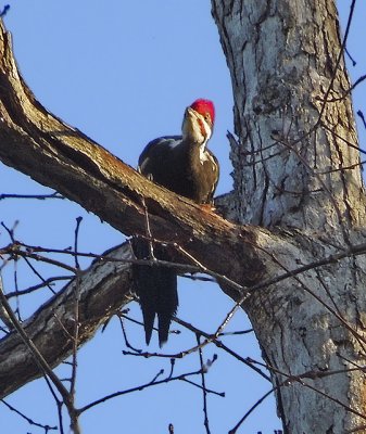 Pileated Woodpecker