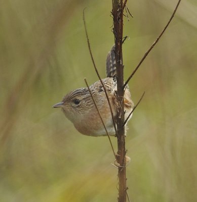 Sedge Wren