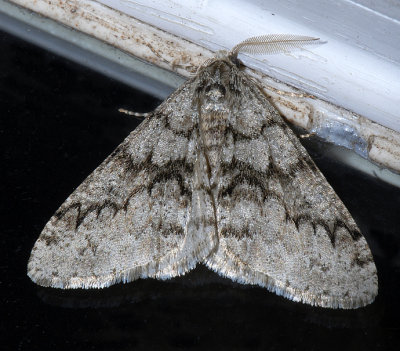 Toothed Phigalia Moth (6659)
