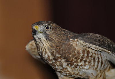 Broad-winged Hawk (Captive)